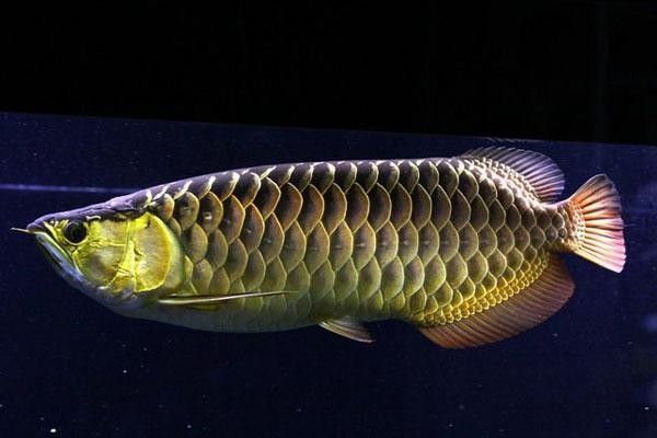 龍魚高背和過背的區別圖解大全