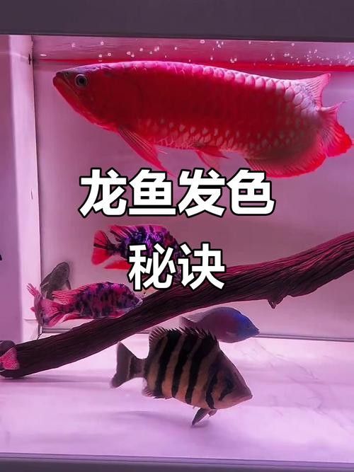 龍魚高背和過背的區別圖解大全