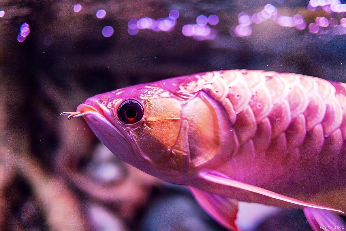 龍魚高背和過背的區別圖解大全