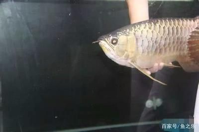 龍魚尾巴打爛了要多久才能恢復：龍魚尾巴打爛了怎么辦
