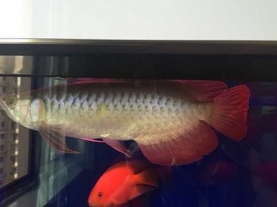 龍魚處于低溫狀態，活躍程度會提高嗎？：當龍魚處于低溫狀態時，它的活躍程度是否會提高，以下信息