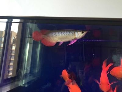龍魚處于低溫狀態，活躍程度會提高嗎？：當龍魚處于低溫狀態時，它的活躍程度是否會提高，以下信息