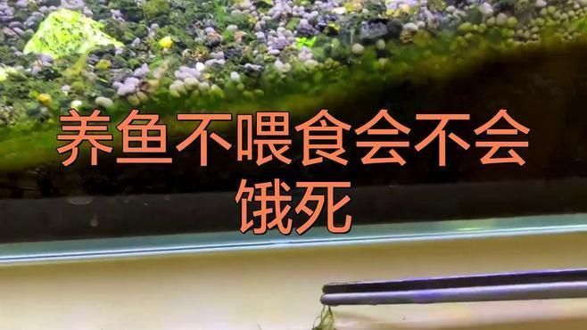 長期不喂食對魚有哪些具體影響？