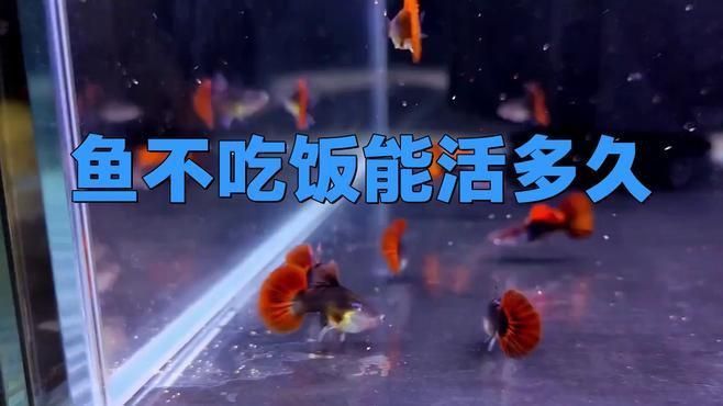 長期不喂食對魚有哪些具體影響？