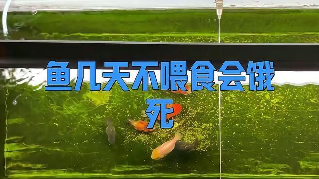 長期不喂食對魚有哪些具體影響？