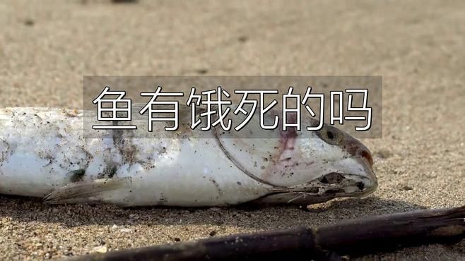 長期不喂食對魚有哪些具體影響？