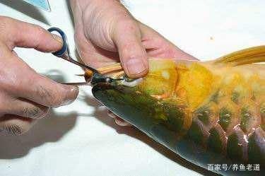 龍魚(yú)手術(shù)后要下黃粉嗎：龍魚(yú)手術(shù)后如何正確使用黃粉治療龍魚(yú)手術(shù)后水質(zhì)管理技巧