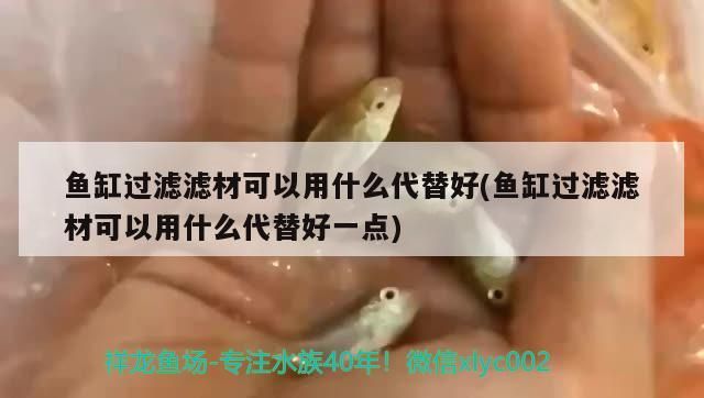 魚缸過濾濾材可以用什么代替好(魚缸過濾濾材可以用什么代替好一點)