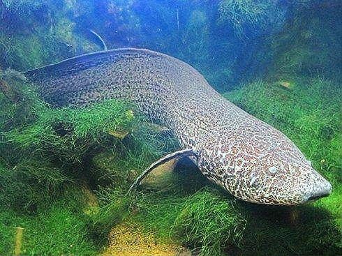 哪些魚有肺