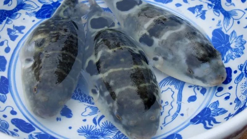 哪些魚有肺
