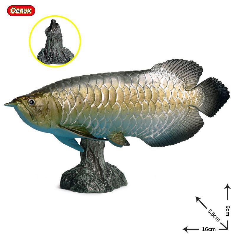 金龍魚和金槍魚一樣嗎：金龍魚和金槍魚一樣嗎金龍魚和金槍魚一樣嗎