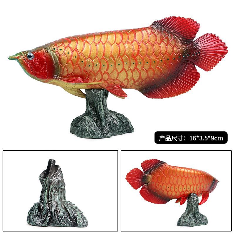 金龍魚和金槍魚一樣嗎：金龍魚和金槍魚一樣嗎金龍魚和金槍魚一樣嗎