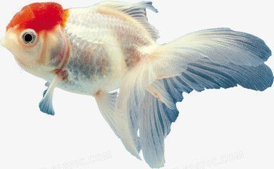 龍魚跟金魚能混養嗎：龍魚與金魚混養的替代方案 龍魚跟金魚能混養嗎：龍魚與金魚混養的替代方案 龍魚百科 第1張