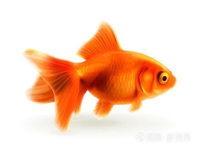 龍魚跟金魚能混養嗎：龍魚與金魚混養的替代方案 龍魚跟金魚能混養嗎：龍魚與金魚混養的替代方案 龍魚百科 第3張