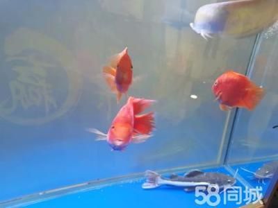 龍魚和招財貓都具有積極的寓意，龍魚和招財貓的寓意：龍魚和招財貓的寓意