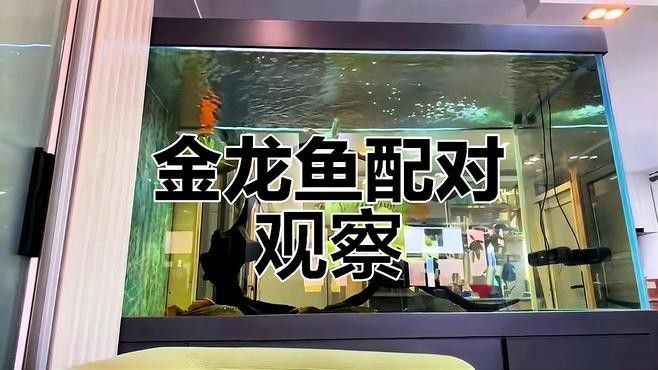 龍魚配對(duì)視頻 龍魚配對(duì)視頻 龍魚百科 第1張