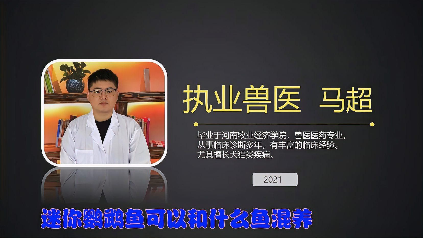 哪些魚適合與迷你鸚鵡魚混養？