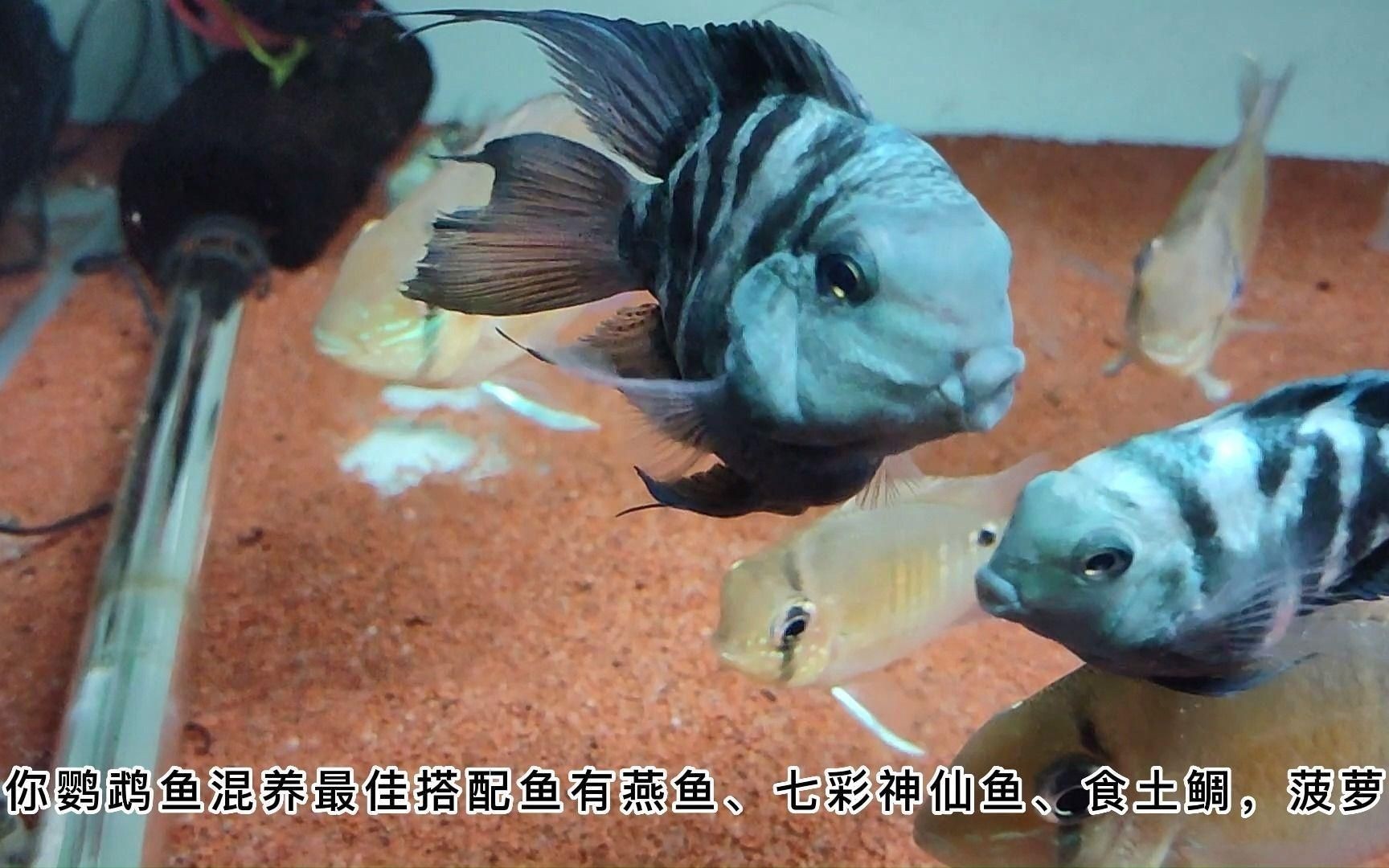 哪些魚適合與迷你鸚鵡魚混養？