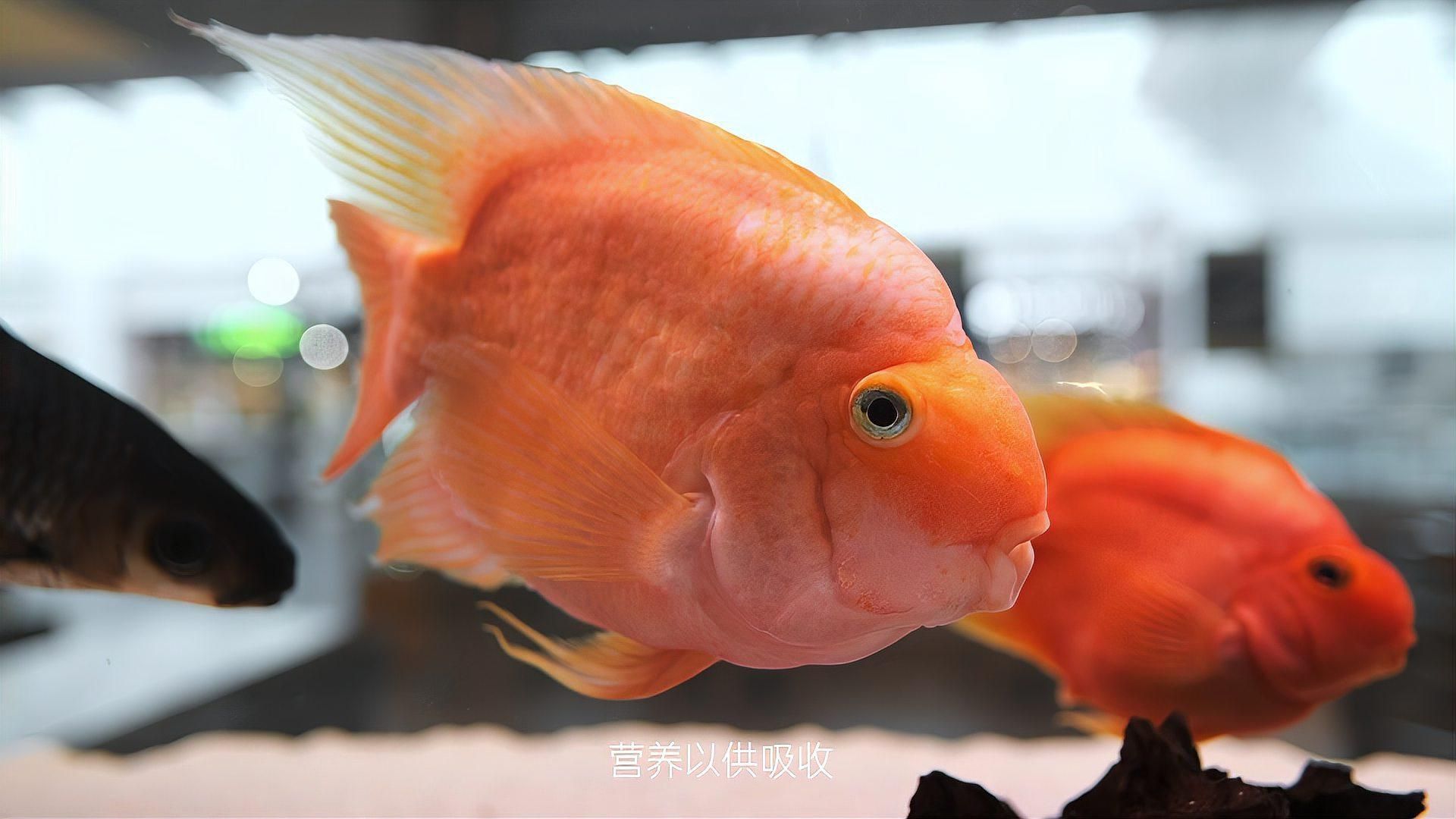 哪些魚適合與迷你鸚鵡魚混養？