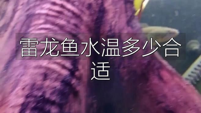 黑魔神雷龍魚溫度
