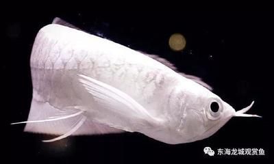 銀龍魚眼鏡突出來(銀龍魚眼睛突出可能由多種因素引起,可能是疾病的表現) 龍魚百科 第2張 銀龍魚眼鏡突出來(銀龍魚眼睛突出可能由多種因素引起,可能是疾病的表現) 銀龍魚眼鏡突出來(銀龍魚眼睛突出可能由多種因素引起,可能是疾病的表現) 龍魚百科 第2張