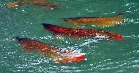 龍魚原產地生活環境是什么樣的：龍魚原產地生活環境是什么樣的龍魚原產地生活環境是什么樣的