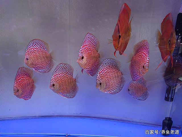 如何區分龍魚交叉感染與其他疾病？ 如何區分龍魚交叉感染與其他疾病？ 龍魚百科 第1張