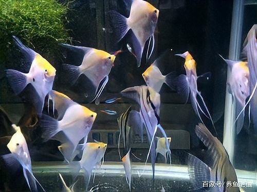 如何區分龍魚交叉感染與其他疾病？ 如何區分龍魚交叉感染與其他疾病？ 龍魚百科 第4張