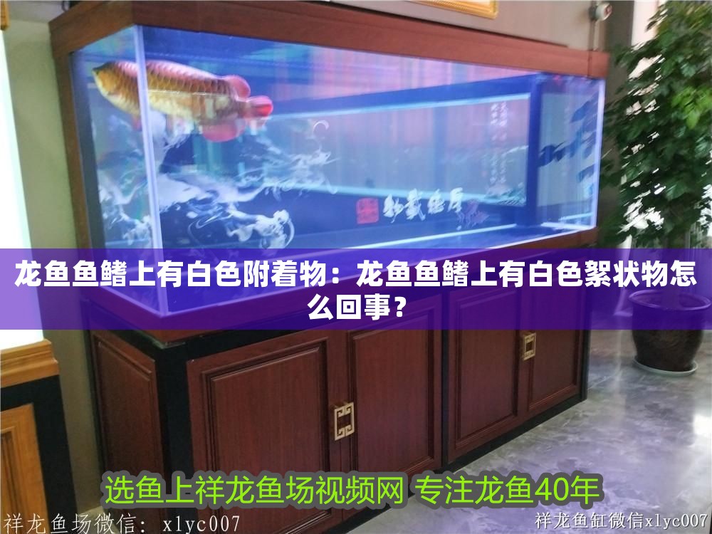 龍魚魚鰭上有白色附著物：龍魚魚鰭上有白色絮狀物怎么回事？
