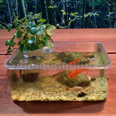 龍魚缸養金魚好嗎：金魚和龍魚在飼養過程中需要注意什么？ 龍魚缸養金魚好嗎：金魚和龍魚在飼養過程中需要注意什么？ 龍魚百科
