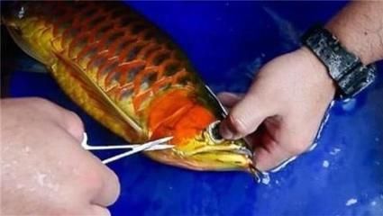賣金龍魚好嗎賺錢嗎：賣金龍魚好嗎？ 賣金龍魚好嗎賺錢嗎：賣金龍魚好嗎？ 龍魚百科 第2張