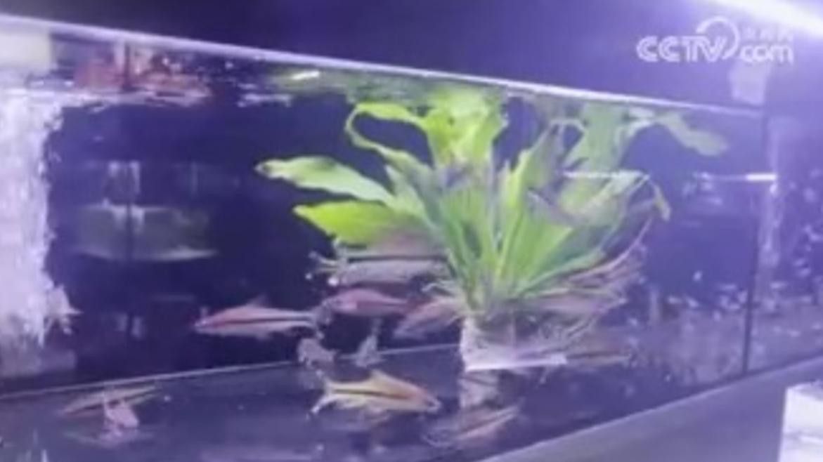 短身黃金恐龍王的市場需求如何？