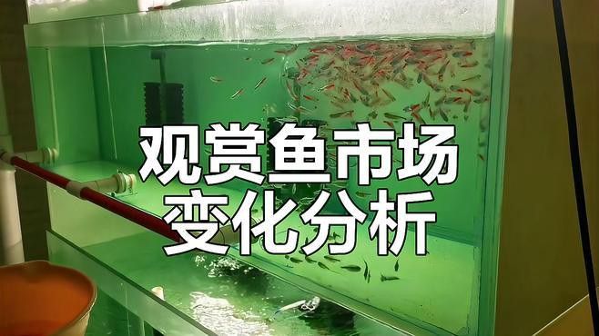 短身黃金恐龍王的市場(chǎng)需求如何？