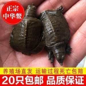 龍魚喂鱉有什么好處：龍魚喂食鱉的好處