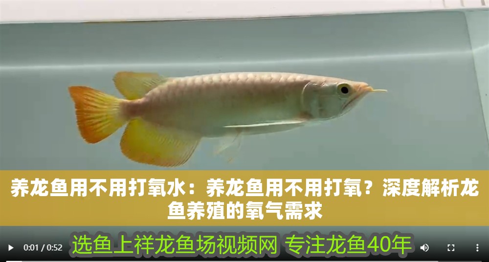 養(yǎng)龍魚用不用打氧水：養(yǎng)龍魚用不用打氧？深度解析龍魚養(yǎng)殖的氧氣需求