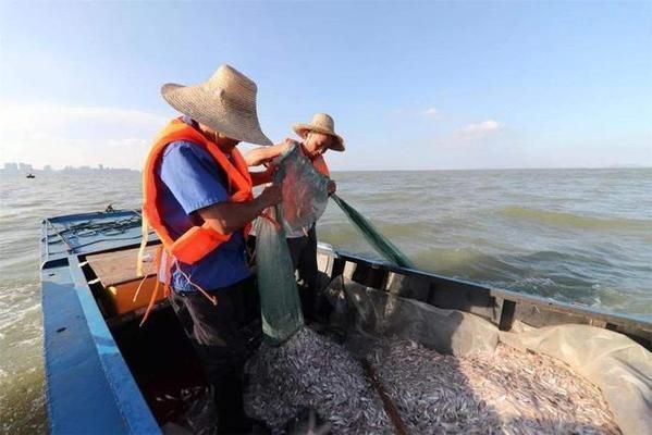 銀版魚繁殖成功案例分析：銀版魚繁殖后幼魚護理，銀版魚繁殖常見問題及解決方案
