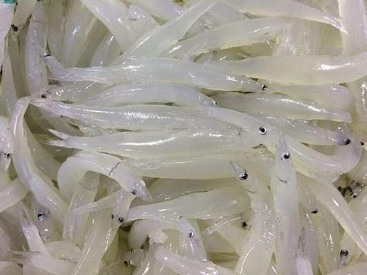 銀版魚繁殖成功案例分析：銀版魚繁殖后幼魚護理，銀版魚繁殖常見問題及解決方案
