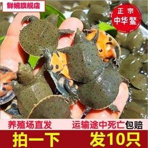 龍魚喂食甲魚苗好嗎（龍魚喂食甲魚苗在一定程度上是有益的但需謹慎操作）