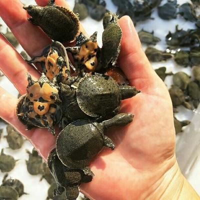 龍魚喂食甲魚苗好嗎（龍魚喂食甲魚苗在一定程度上是有益的但需謹慎操作）