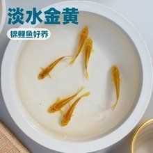 鯉魚苗批發價格 鯉魚苗批發價格 龍魚百科 第3張