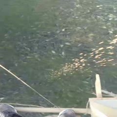 鯉魚苗批發價格 鯉魚苗批發價格 龍魚百科 第4張