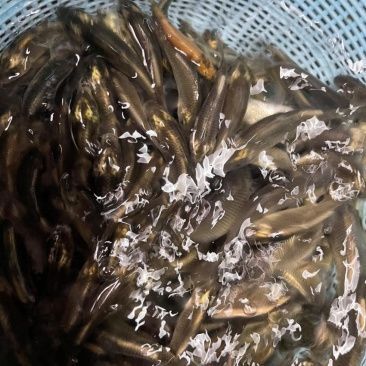 鯉魚苗批發價格 鯉魚苗批發價格 龍魚百科 第2張