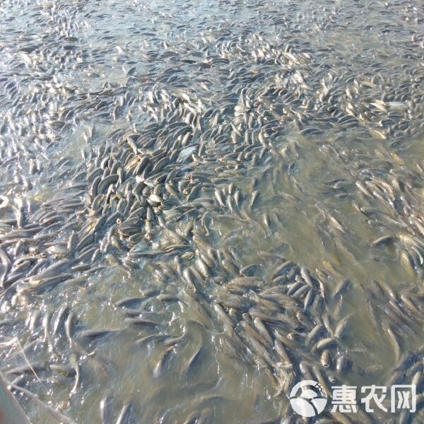 鯉魚苗批發價格 鯉魚苗批發價格 龍魚百科 第7張