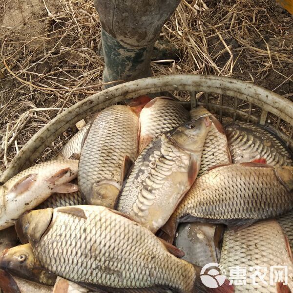 鯉魚苗批發價格 鯉魚苗批發價格 龍魚百科 第10張