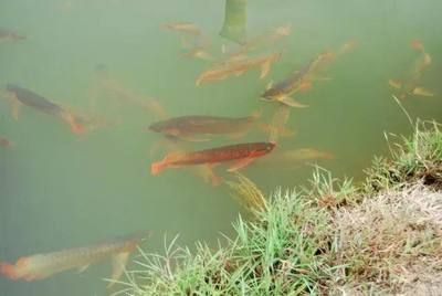 龍魚池塘放養：龍魚池塘放養需要注意以下幾個問題，龍魚可以在池塘中放養