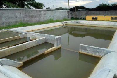 龍魚池塘放養：龍魚池塘放養需要注意以下幾個問題，龍魚可以在池塘中放養