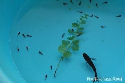 黑云魚養(yǎng)殖水溫調(diào)控技巧，黑云魚養(yǎng)殖水溫調(diào)控技巧摘要：黑云魚養(yǎng)殖水溫調(diào)控技巧 黑云魚養(yǎng)殖水溫調(diào)控技巧，黑云魚養(yǎng)殖水溫調(diào)控技巧摘要：黑云魚養(yǎng)殖水溫調(diào)控技巧 龍魚百科 第3張