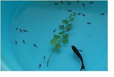 黑云魚養(yǎng)殖水溫調(diào)控技巧，黑云魚養(yǎng)殖水溫調(diào)控技巧摘要：黑云魚養(yǎng)殖水溫調(diào)控技巧 黑云魚養(yǎng)殖水溫調(diào)控技巧，黑云魚養(yǎng)殖水溫調(diào)控技巧摘要：黑云魚養(yǎng)殖水溫調(diào)控技巧 龍魚百科 第2張
