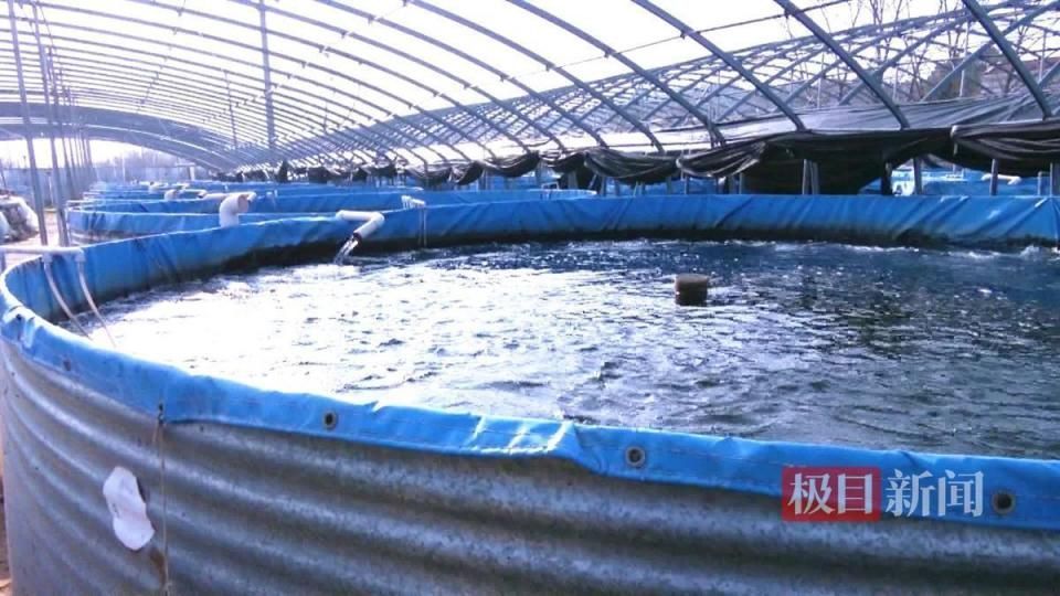 黑云魚養(yǎng)殖水溫調(diào)控技巧，黑云魚養(yǎng)殖水溫調(diào)控技巧摘要：黑云魚養(yǎng)殖水溫調(diào)控技巧 黑云魚養(yǎng)殖水溫調(diào)控技巧，黑云魚養(yǎng)殖水溫調(diào)控技巧摘要：黑云魚養(yǎng)殖水溫調(diào)控技巧 龍魚百科 第1張