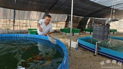 黑云魚養(yǎng)殖水溫調(diào)控技巧，黑云魚養(yǎng)殖水溫調(diào)控技巧摘要：黑云魚養(yǎng)殖水溫調(diào)控技巧 黑云魚養(yǎng)殖水溫調(diào)控技巧，黑云魚養(yǎng)殖水溫調(diào)控技巧摘要：黑云魚養(yǎng)殖水溫調(diào)控技巧 龍魚百科 第4張